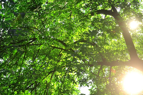 Sonnenstrahlen — Stockfoto