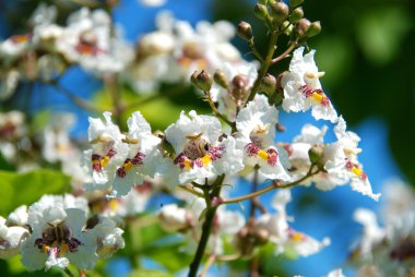 güzel çiçek açması ağaç