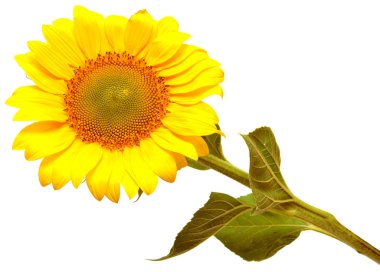 Ayçiçeği 