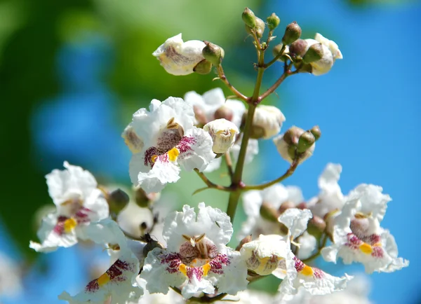 Mooie bloeiende boom — Stockfoto