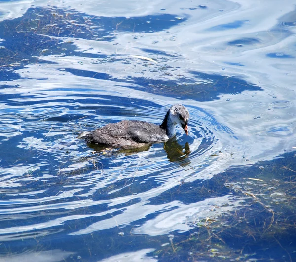 Jonge Meerkoet — Stockfoto