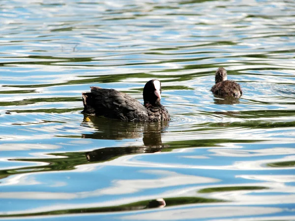 Young coots — Stock Photo, Image