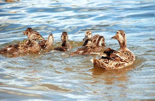 Mallardská kachna s kachnami — Stock fotografie