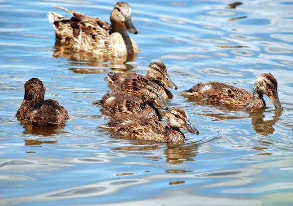 Mallardská kachna s kachnami — Stock fotografie