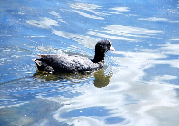 Young coot — Stock Photo, Image