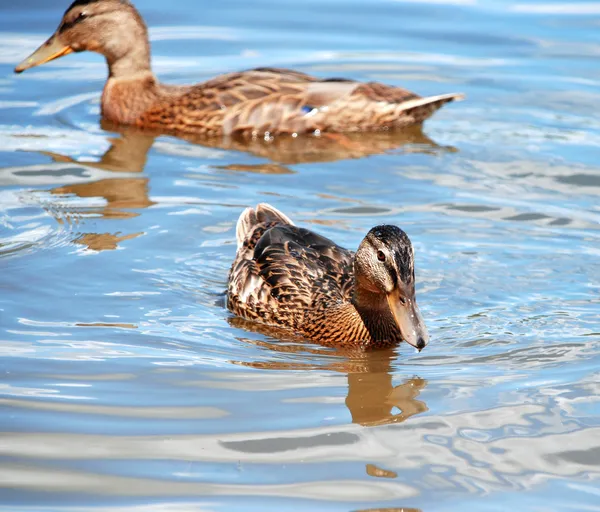 Patos salvajes — Foto de Stock