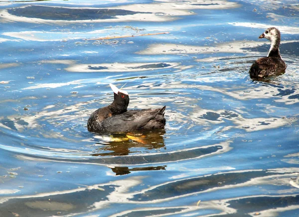 Young coots — Stock Photo, Image