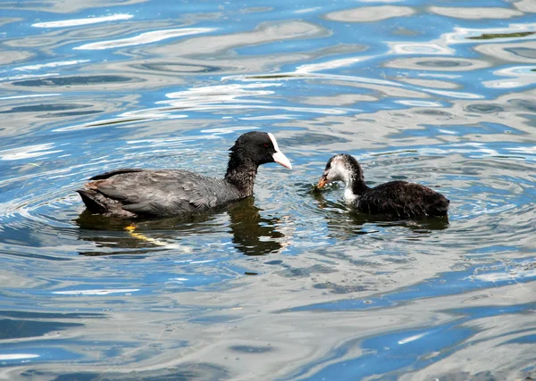 Young coots — Stock Photo, Image