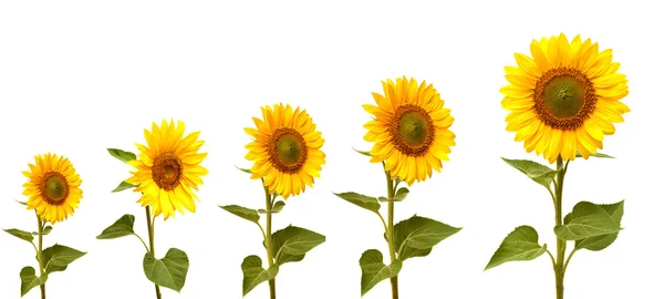 Wachstumsphase der Sonnenblume — Stockfoto