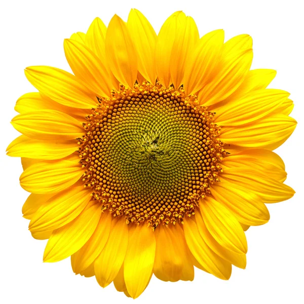 Sunflower Stock Picture