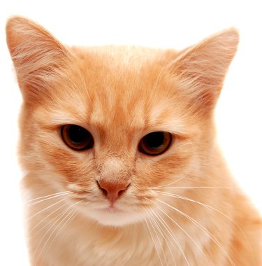 güzel zencefil kedi 