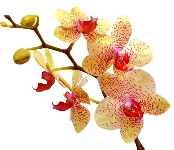 Gele orchidee — Stockfoto