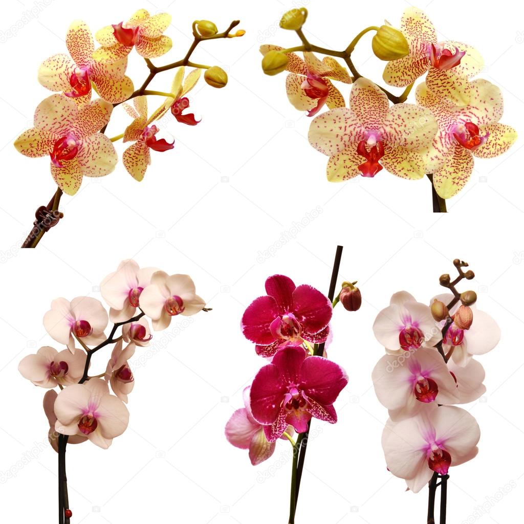 Collection of orchids 