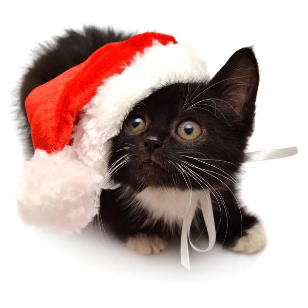 Noel Baba şapkası ile yavru kedi — Stok fotoğraf