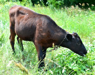 çimenlerin üzerinde inek