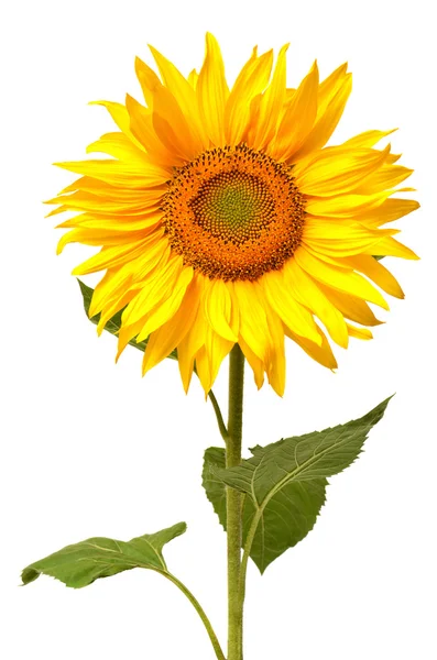 Girasole — Foto Stock