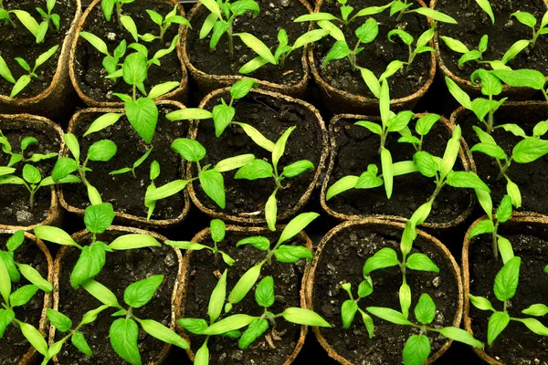 Plántulas de tomate — Foto de Stock