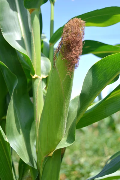 Corn — Stock Photo, Image