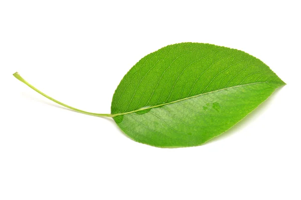Pojedynczy liść — Zdjęcie stockowe