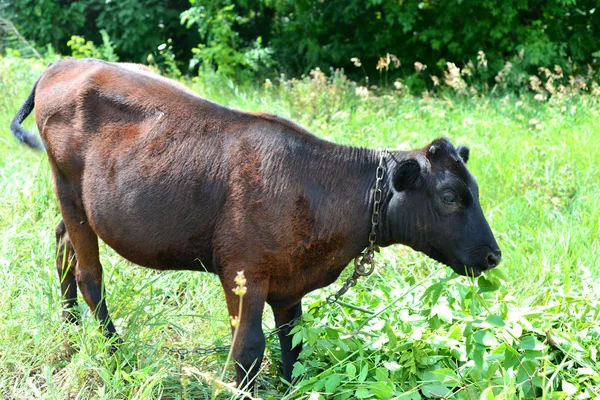 Vaca na relva — Fotografia de Stock