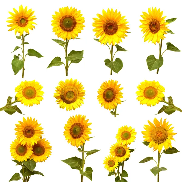 Ayçiçeği koleksiyonu 