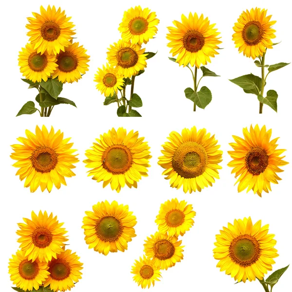 Colección girasoles — Foto de Stock