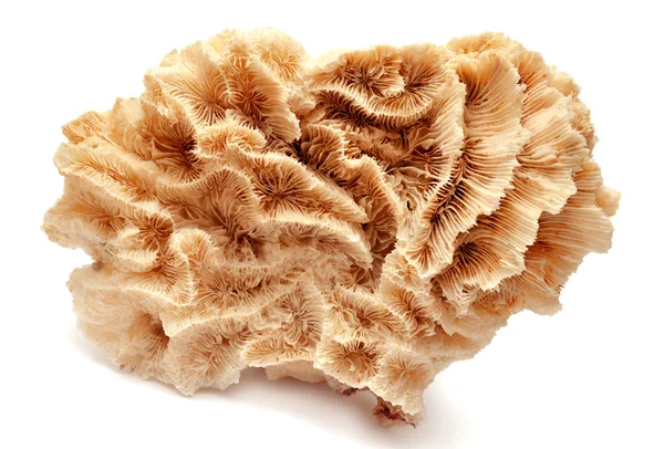 Coral — Stock Photo, Image