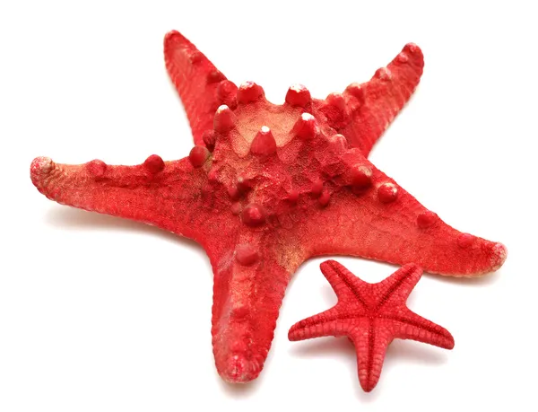 Red sea star Stock Picture