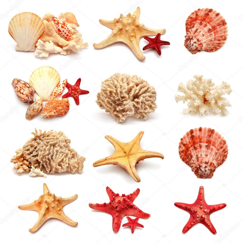 Sea stars and shells