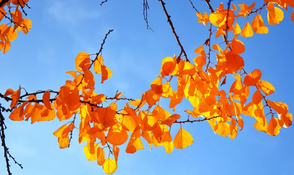 Branch with yellow leaves — Stock Photo, Image