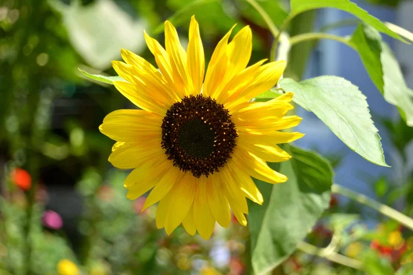 Beautiful sunflower — Stock Photo, Image