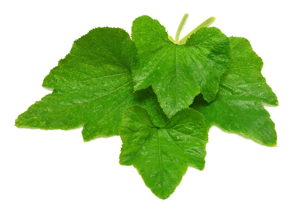 Large pumpkin leaf — Stock Photo, Image