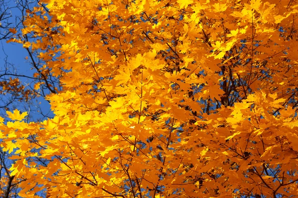 Yellow maple branches — Stock Photo, Image