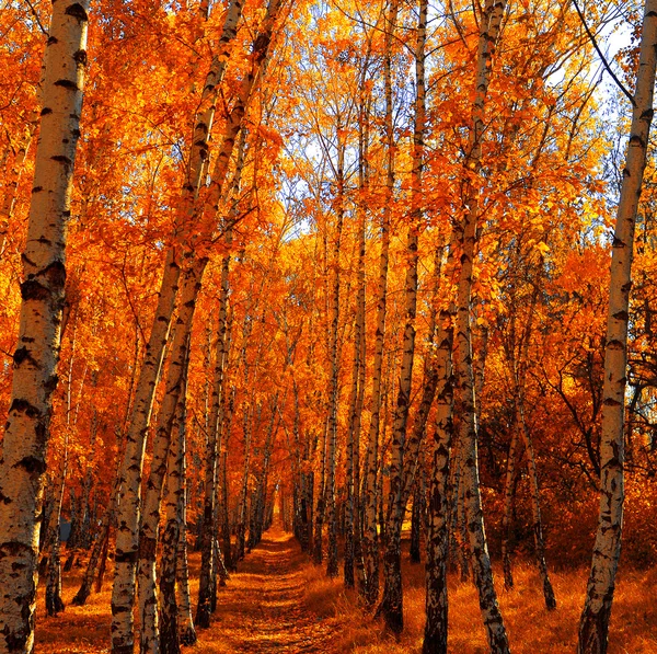 Sonbahar huş grove — Stok fotoğraf