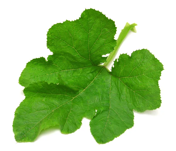 Büyük Balkabağı yaprak