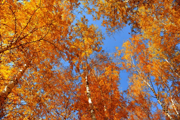 Autumn birch grove — Stock Photo, Image