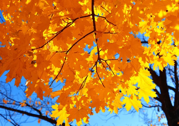 Yellow maple branches — Stock Photo, Image