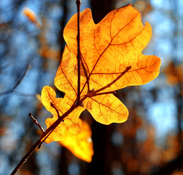 Feuille de chêne — Photo