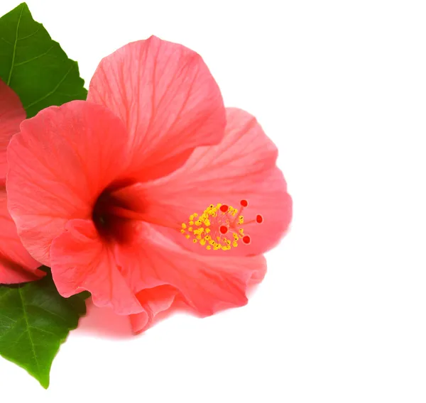 Rosa hibiskusblomma — Stockfoto