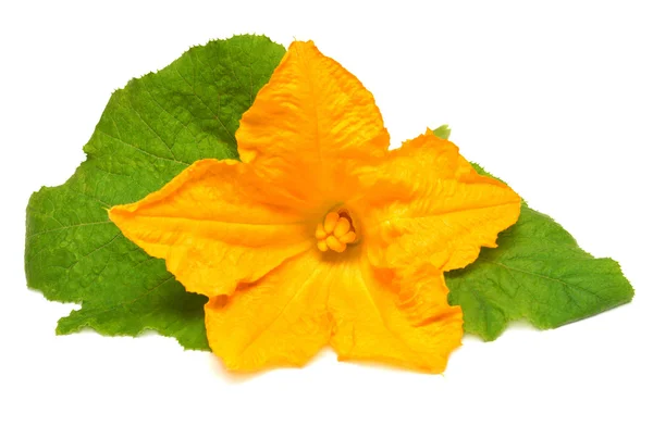 Zucchini flower and leaves — Stock Photo, Image