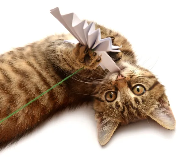 Gatito pequeño con arco de papel —  Fotos de Stock