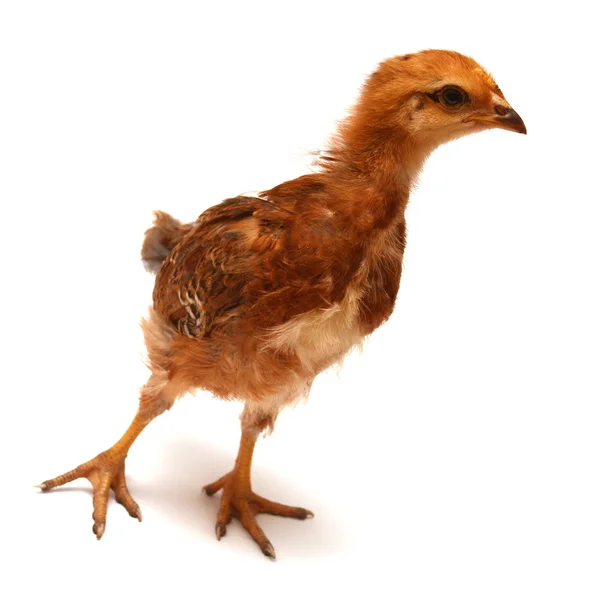 Small chick — Stock Photo, Image