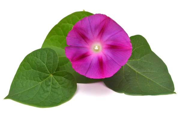 Paarse morning glory bloem — Stockfoto