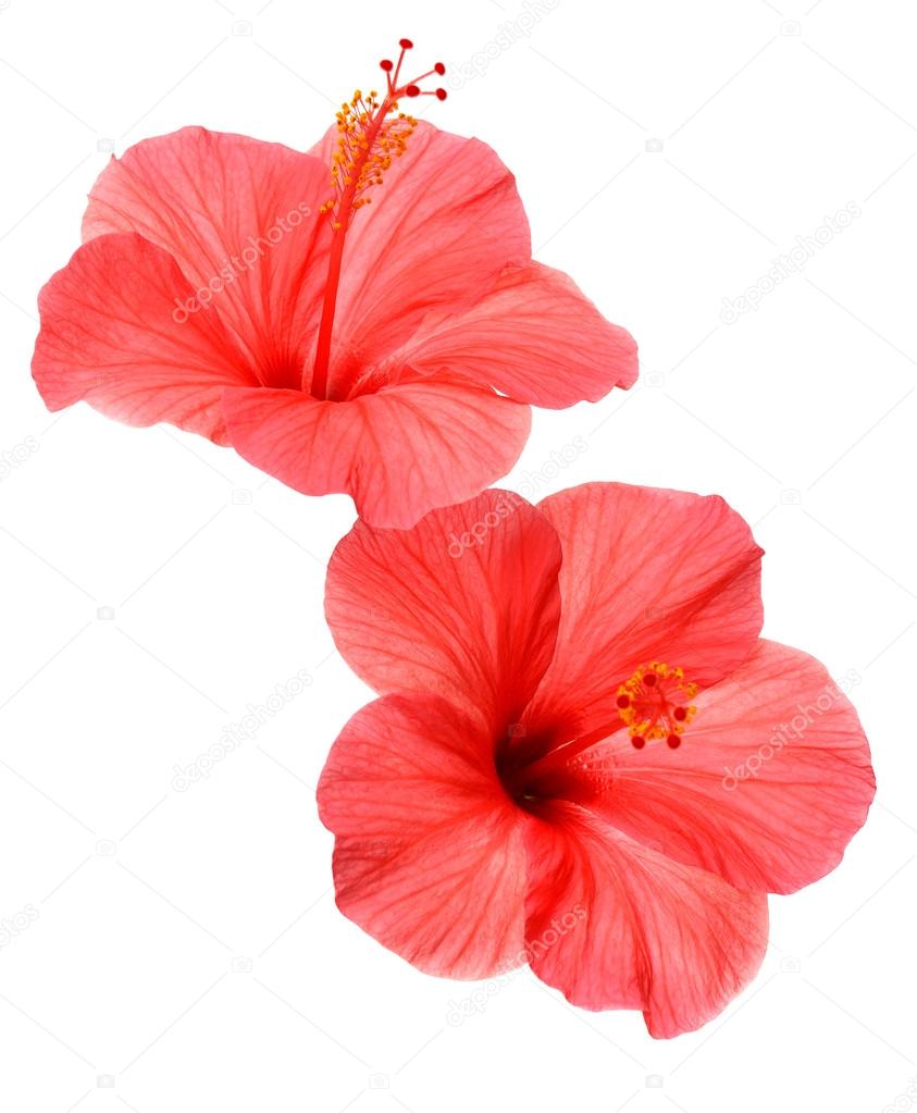 Two pink hibiscus flowers