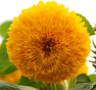 oyuncak ayı ayçiçeği