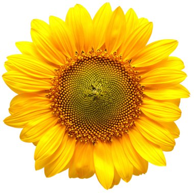 Sunflower bud clipart