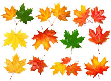 Sonbahar yaprakları koleksiyonu
