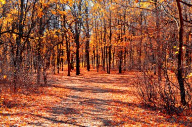 Sarı akçaağaç orman