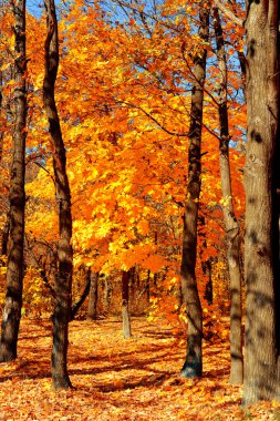 Sarı akçaağaç orman