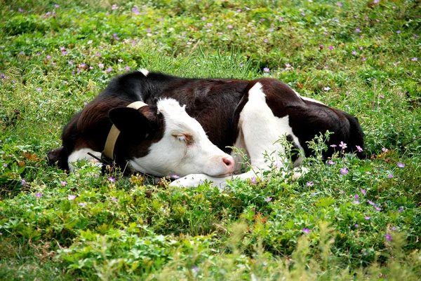 Calf in grass — Stock Photo, Image
